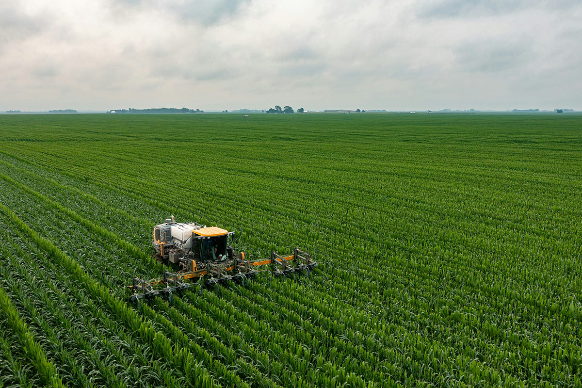 Agricultural field at sunset